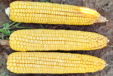 Encera w uprawie kukurydzy - efekty działania